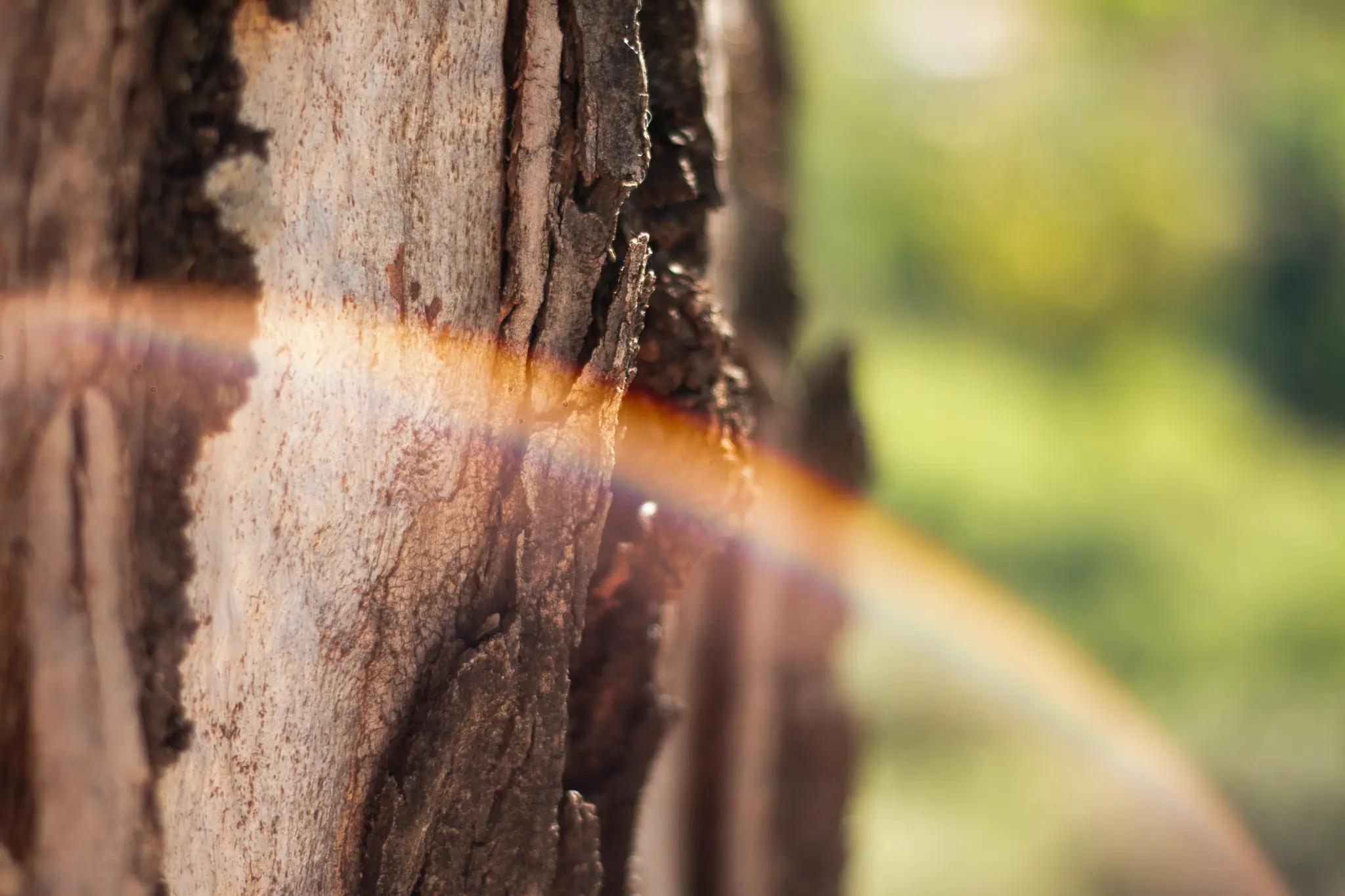 Primer plano de la corteza de un árbol iluminada por un destello de luz en forma de arco, con fondo natural desenfocado en tonos verdes