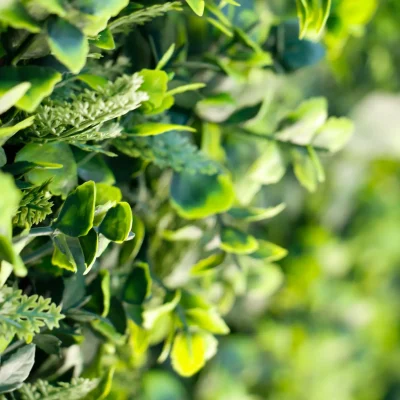 Conjunto de plantas verdes utilizadas como elemento decorativo en el interior del Hostal Tolox, aportando frescura y armonía al ambiente